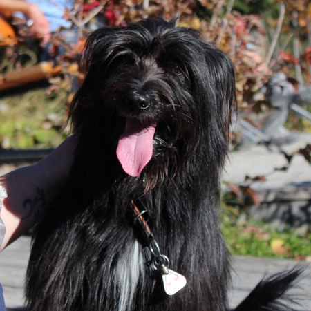 Hundetreffen 2015 im Allgäu (11)